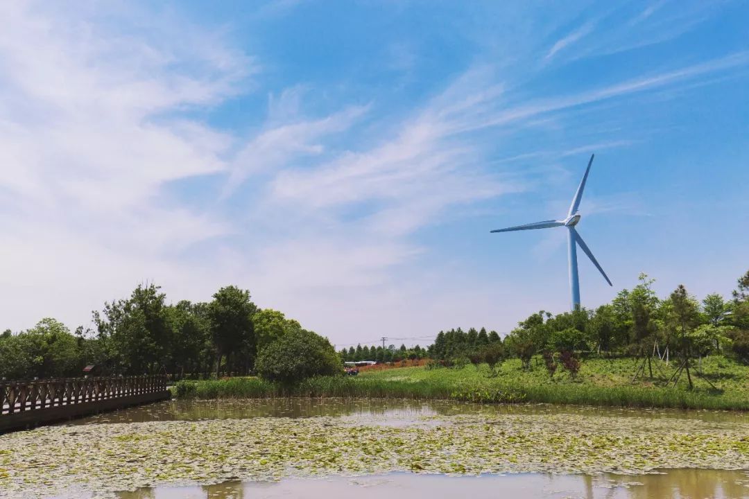 结棍！这个春天，是崇明撑起了魔都的体面！