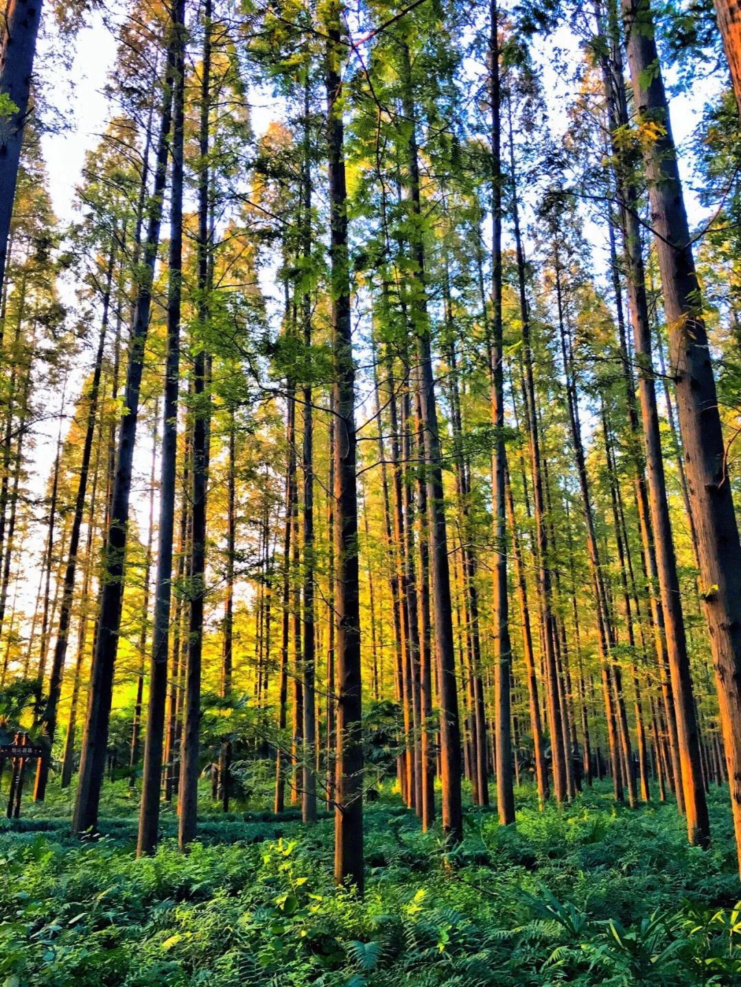 结棍！这个春天，是崇明撑起了魔都的体面！