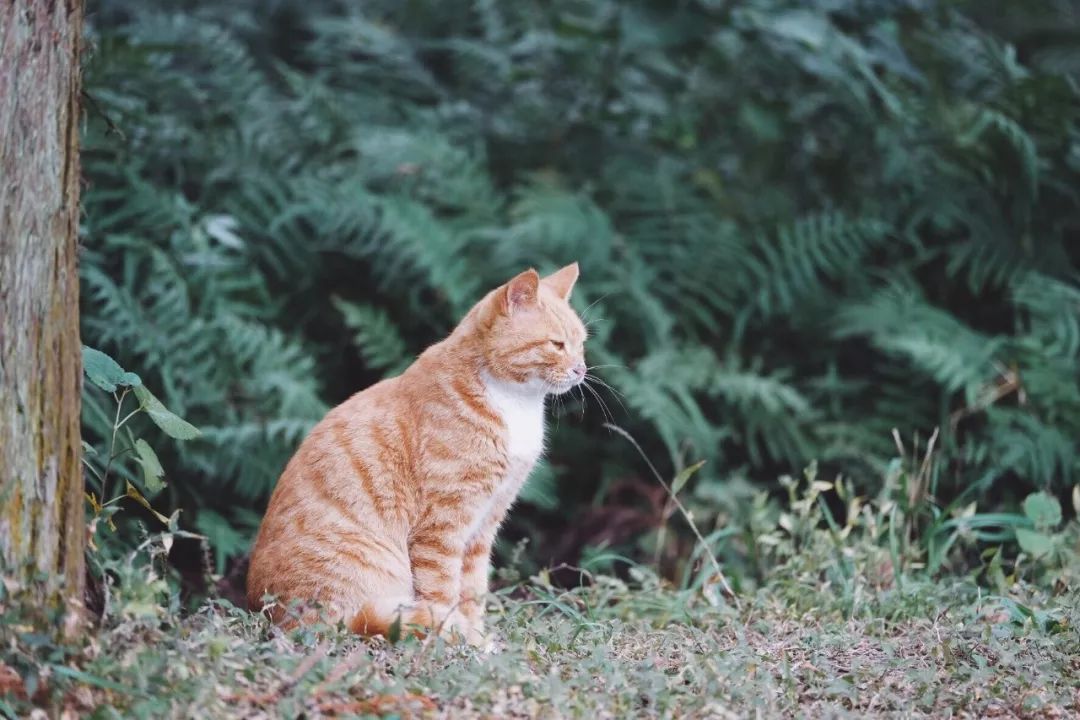 结棍！这个春天，是崇明撑起了魔都的体面！