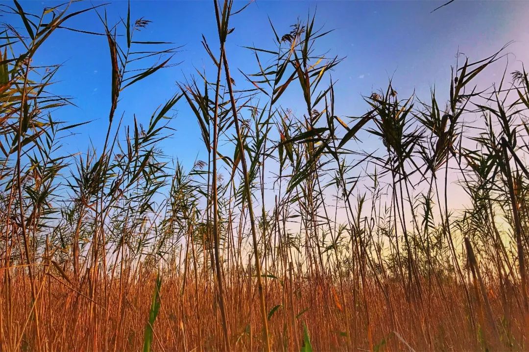 结棍！这个春天，是崇明撑起了魔都的体面！