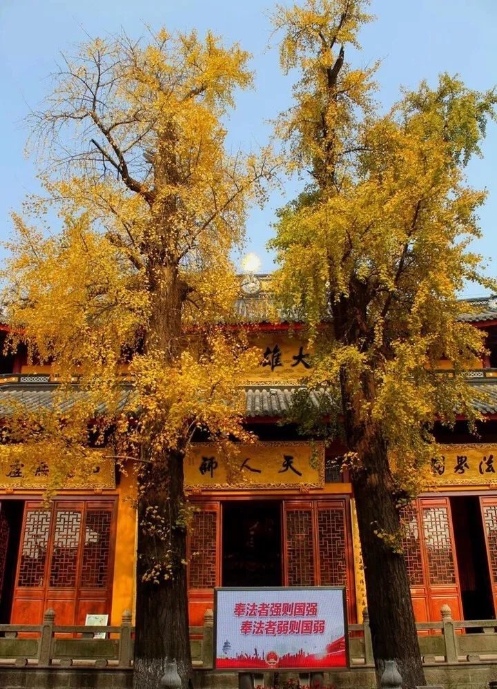 结棍！这个春天，是崇明撑起了魔都的体面！