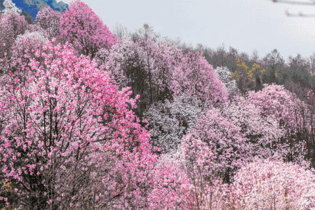 清明周边好去处成都,夏季成都周边花海打卡地