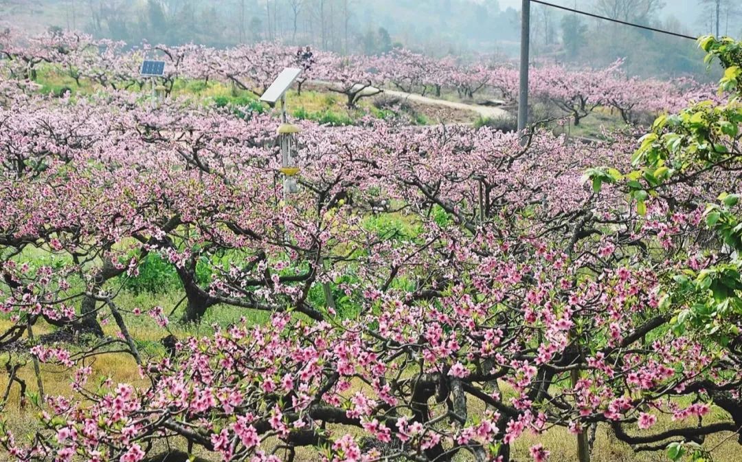 清明周边好去处成都,夏季成都周边花海打卡地