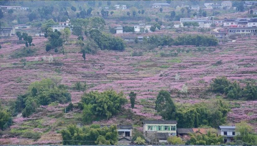 清明周边好去处成都,夏季成都周边花海打卡地