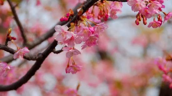 南宝山一日游攻略清明节 (清明三天假期去哪玩在上海)
