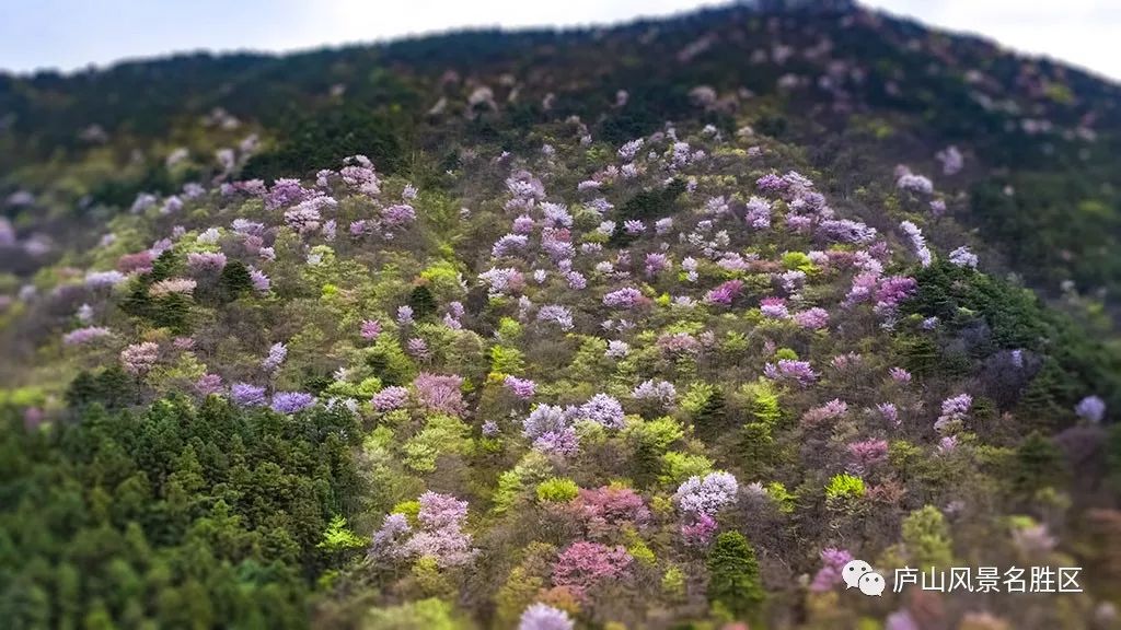 四月中旬的庐山,四月庐山是什么样的