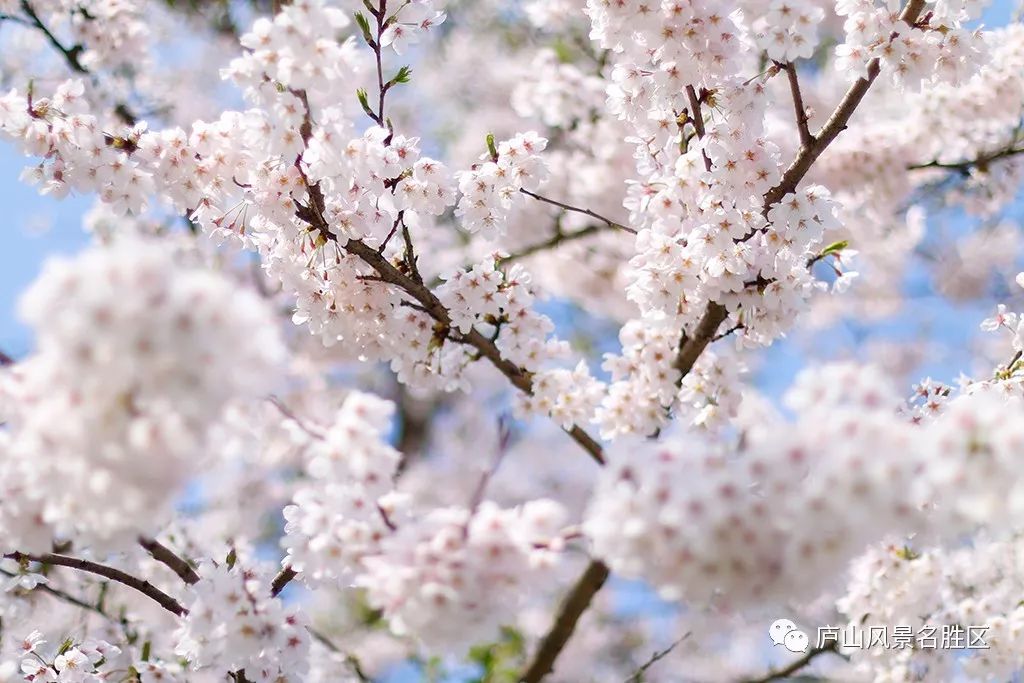 四月中旬的庐山,四月庐山是什么样的