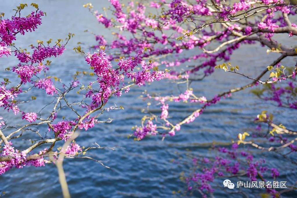 四月中旬的庐山,四月庐山是什么样的