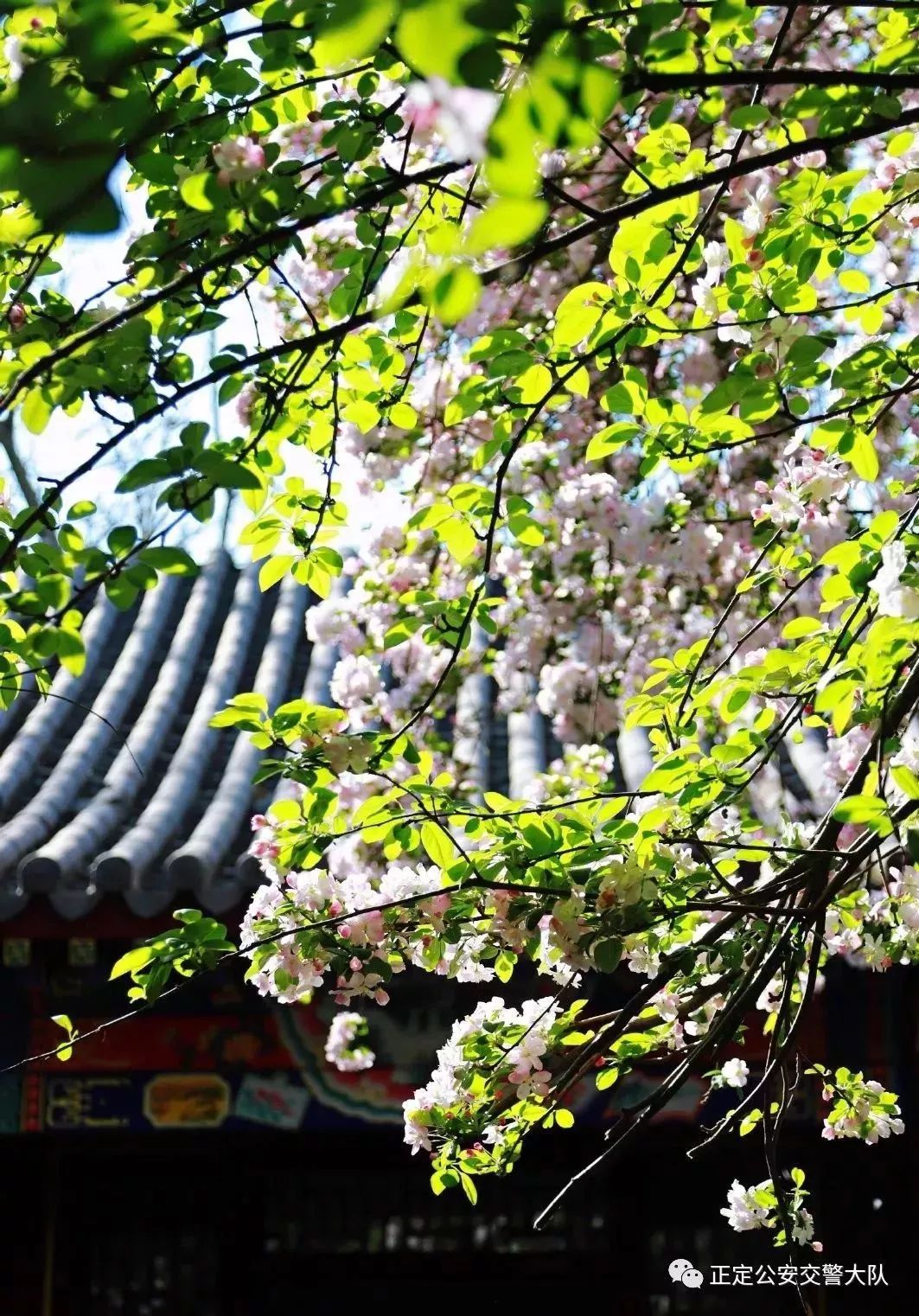 清明节去哪旅行最美,清明时节适合旅行