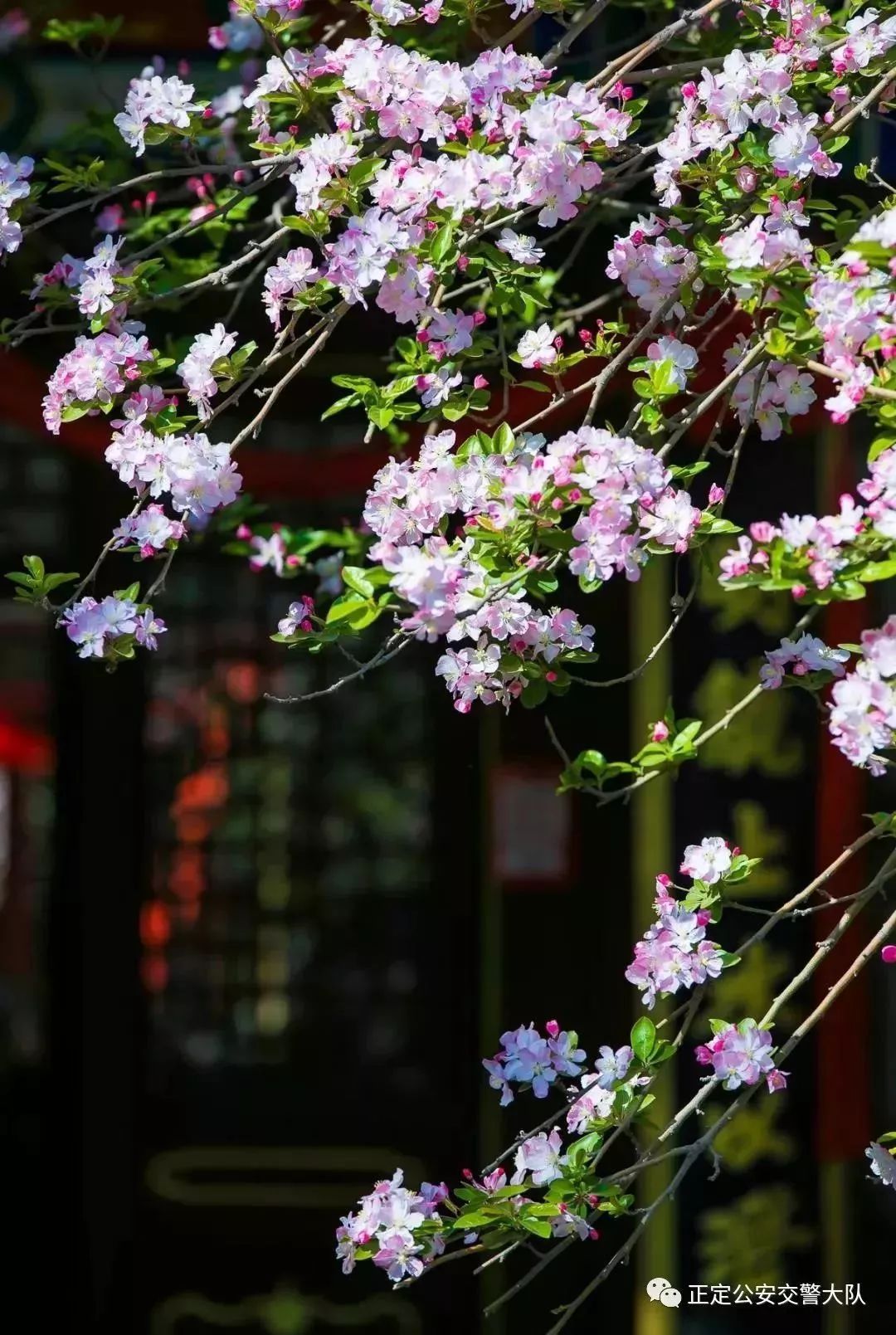 清明节去哪旅行最美,清明时节适合旅行