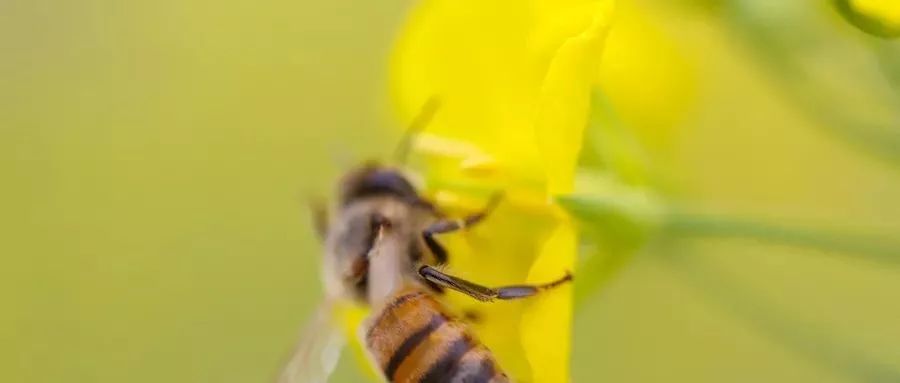咬伤急救知识图片,被动物咬伤急救方法