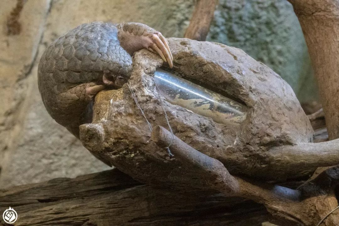 走完全国，这10个动物园我最推荐