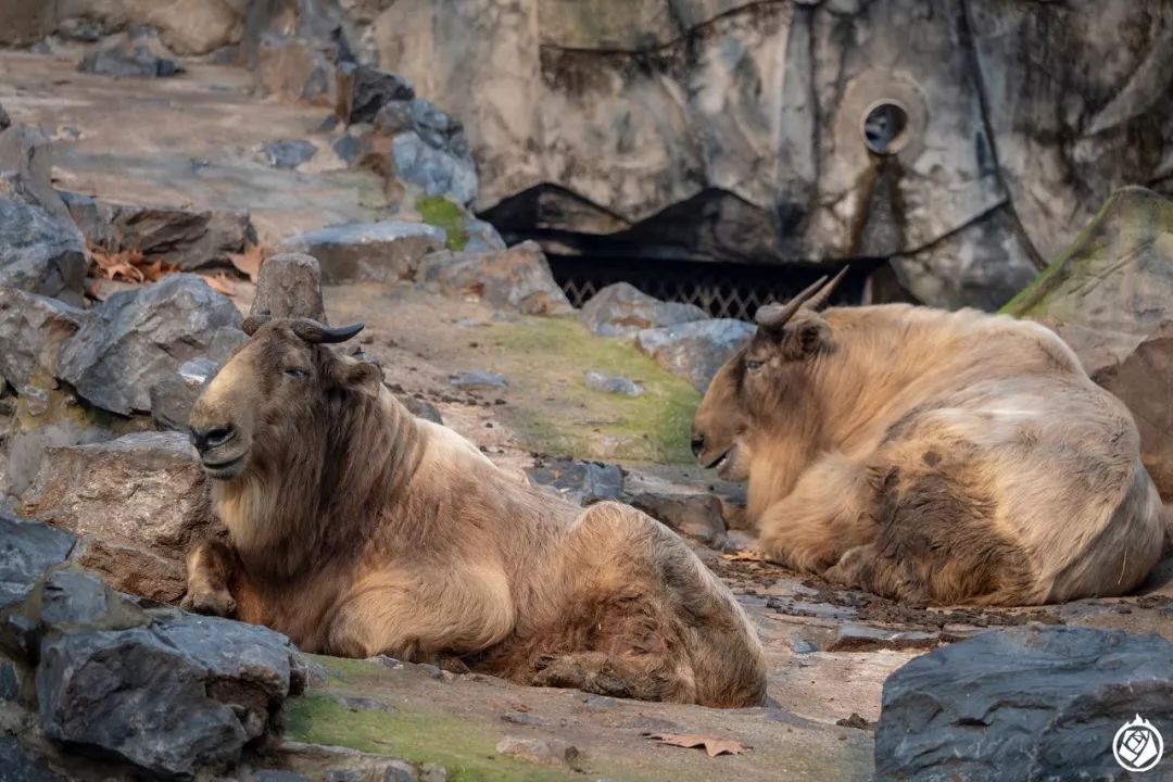 走完全国，这10个动物园我最推荐