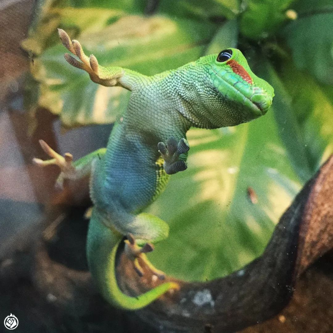 走完全国，这10个动物园我最推荐