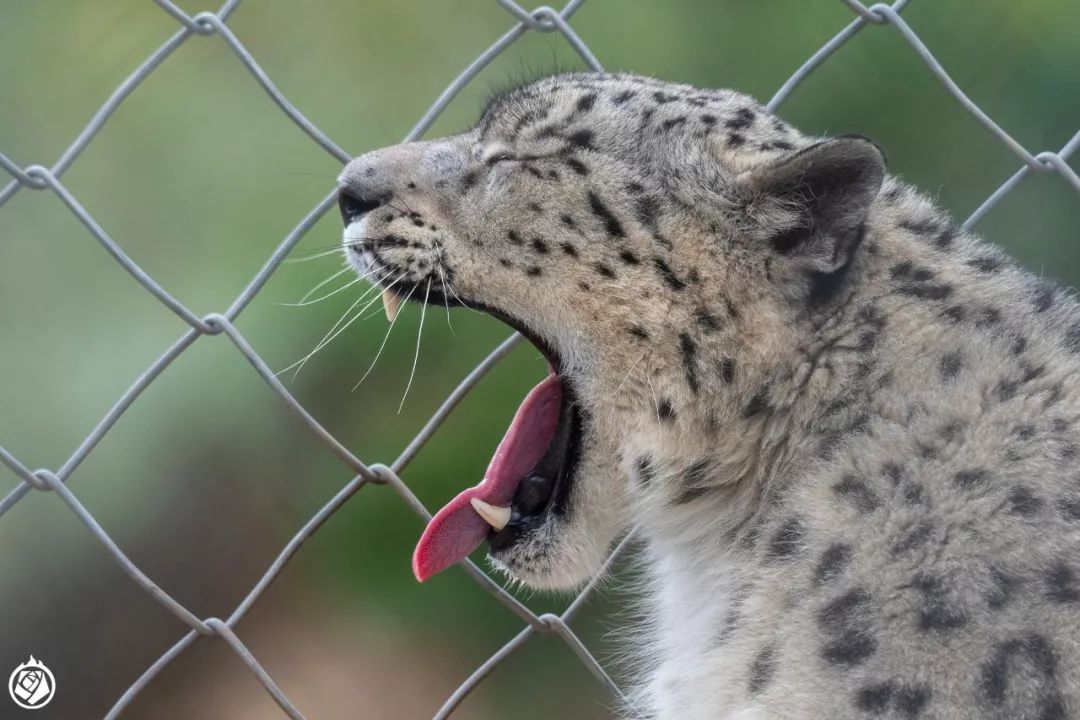 走完全国，这10个动物园我最推荐