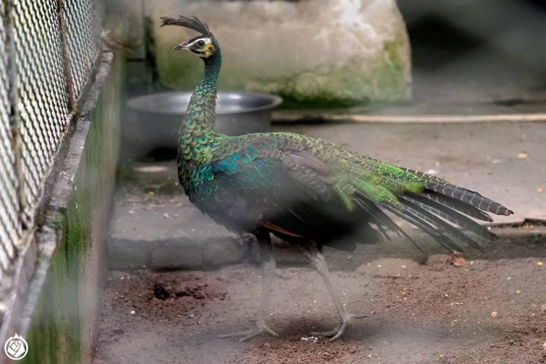 走完全国，这10个动物园我最推荐