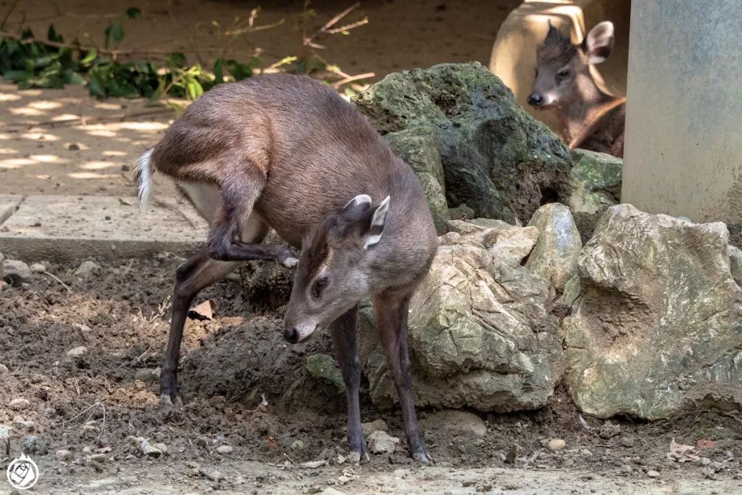 走完全国，这10个动物园我最推荐