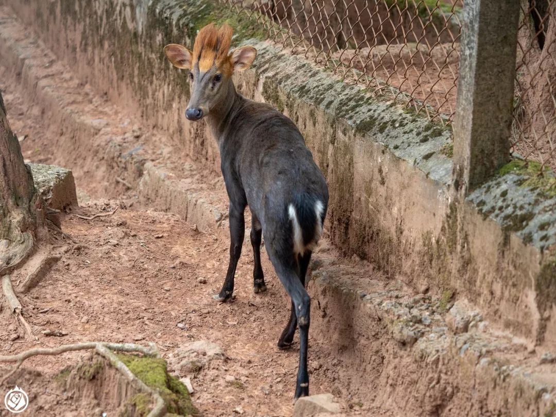 走完全国，这10个动物园我最推荐