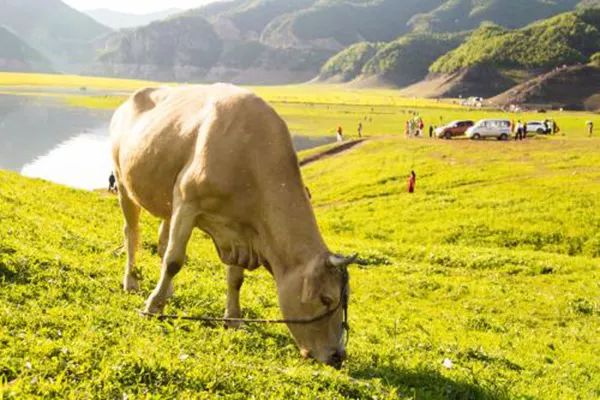 有机肥补贴200元,100亩以上土地有机肥补贴政策