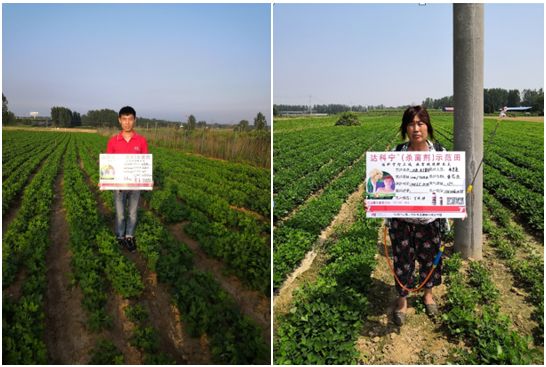 达科宁悬浮剂苗期能用吗,达科宁悬浮剂