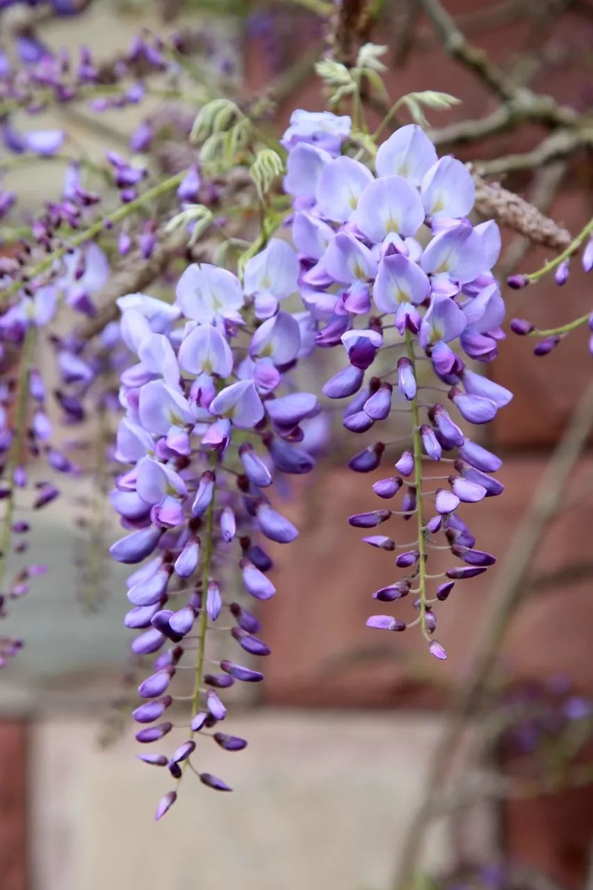 日本将在今年更换纸币吗,日本纸币更换