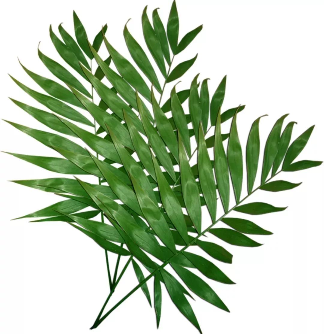 石斛花开等你来,石斛花开惊艳了时光