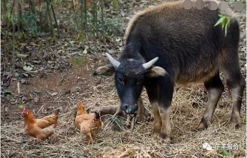 母牛连续流产二次什么原因,母牛流产胎衣不下怎么办