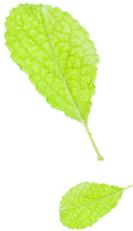 成人肚脐眼凸起肉球,肚脐眼隆起的肉球