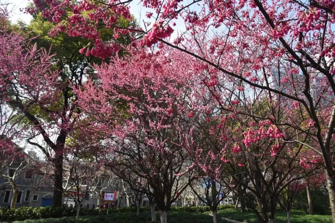 上海轨交线沿途风景,都挺好坐公交车