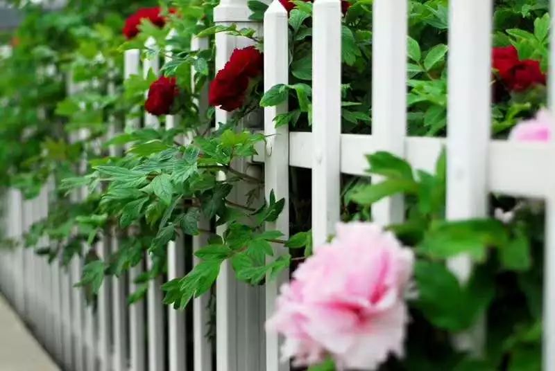 菏泽观赏牡丹花基地,菏泽牡丹花什么时候欣赏最好