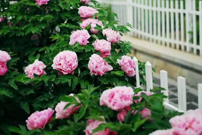 菏泽观赏牡丹花基地,菏泽牡丹花什么时候欣赏最好