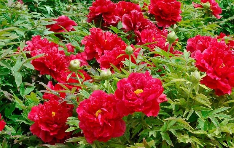 菏泽观赏牡丹花基地,菏泽牡丹花什么时候欣赏最好