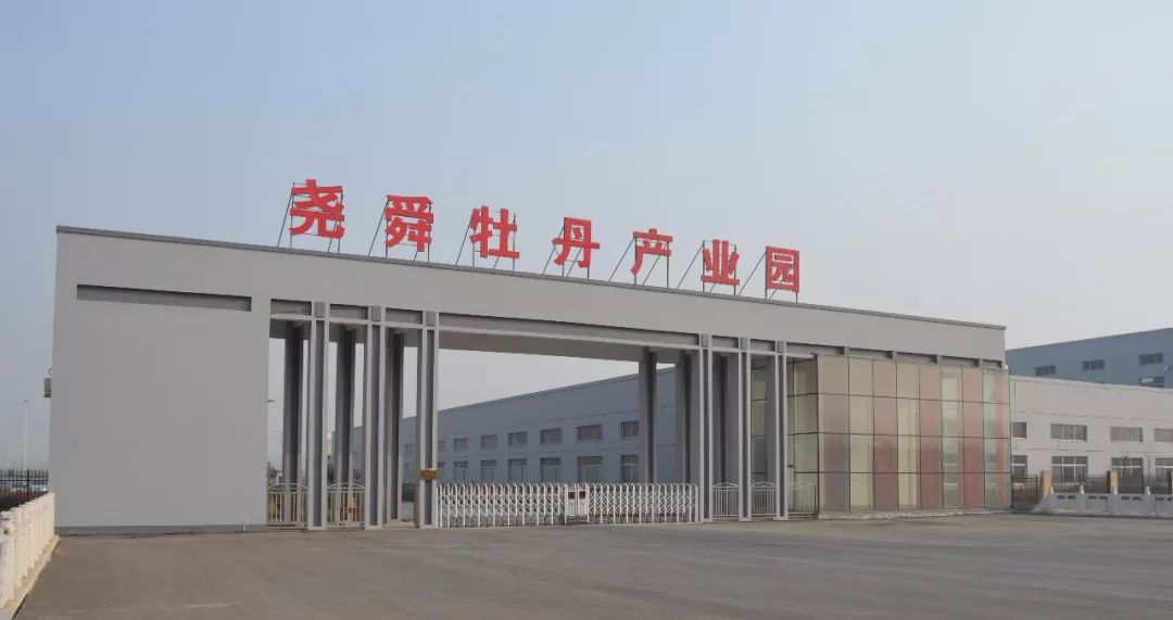 菏泽观赏牡丹花基地,菏泽牡丹花什么时候欣赏最好