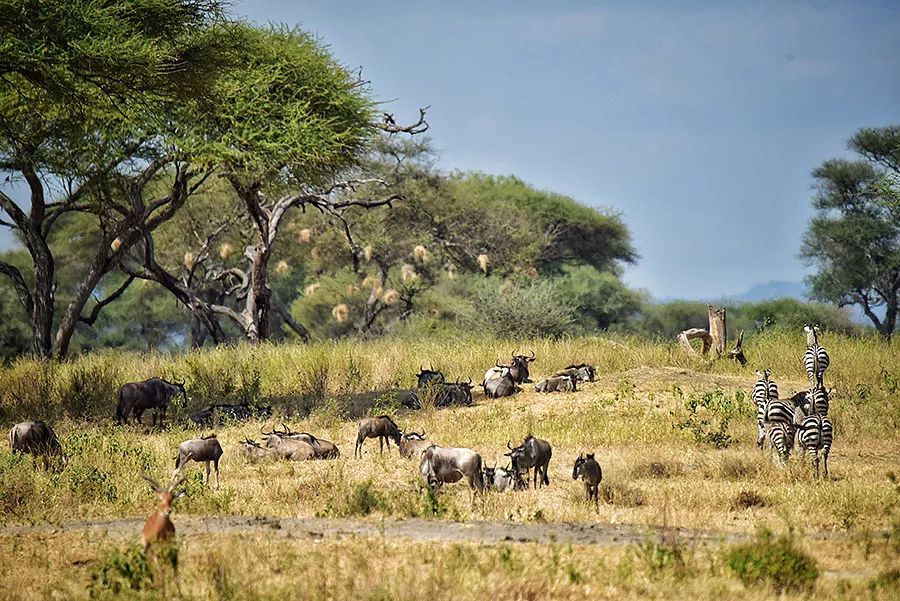 探索非洲动物世界|非洲—坦桑尼亚