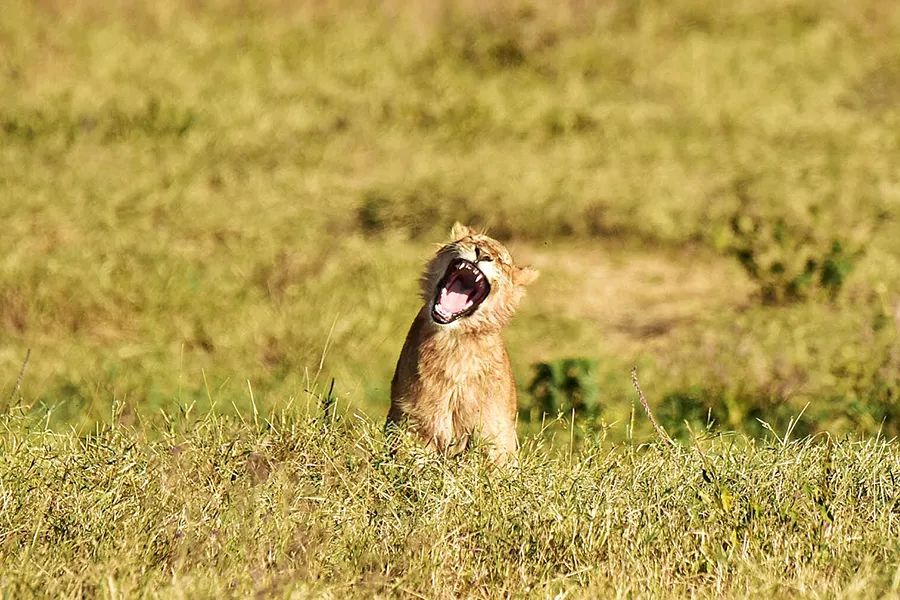 探索非洲动物世界|非洲—坦桑尼亚