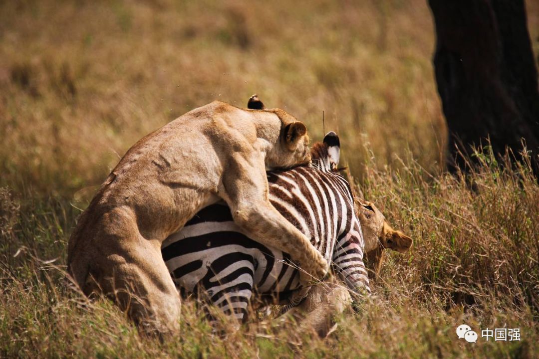 探索非洲动物世界|非洲—坦桑尼亚
