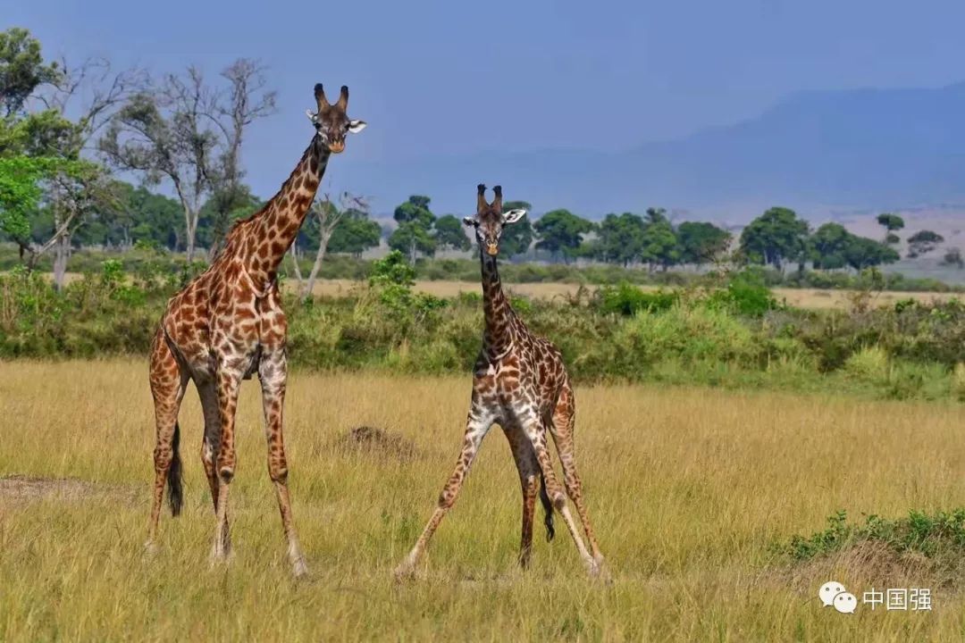 探索非洲动物世界|非洲—坦桑尼亚