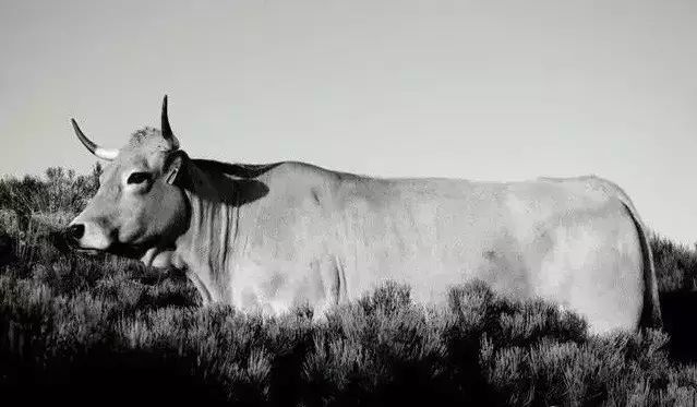 牛品种最好是哪个品种,适合生产雪花牛肉的中国牛品种