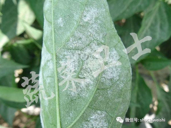 *粉白**还是霜霉？辣椒叶片上的“白毛”你分清了吗？