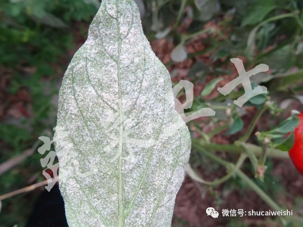 *粉白**还是霜霉？辣椒叶片上的“白毛”你分清了吗？