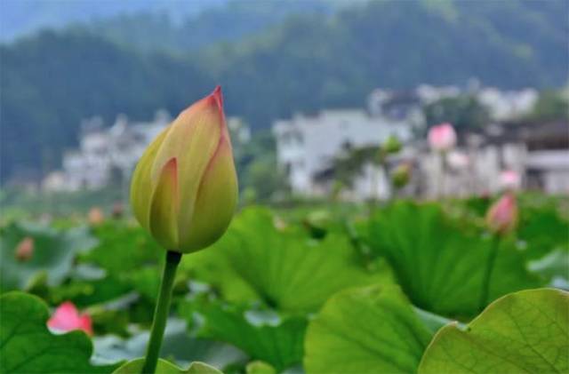 夏天婺源旅游攻略2天1晚,婺源旅游攻略三天两夜自由行