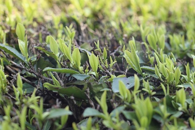 去哪儿首发：72小时玩转宜都，穿越古今，看大自然和人类文化的碰撞