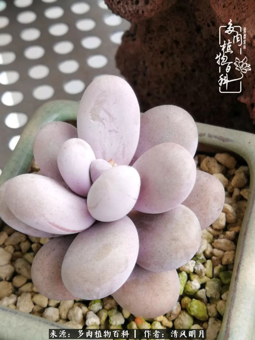 养多肉入坑感言,养多肉坑深似海