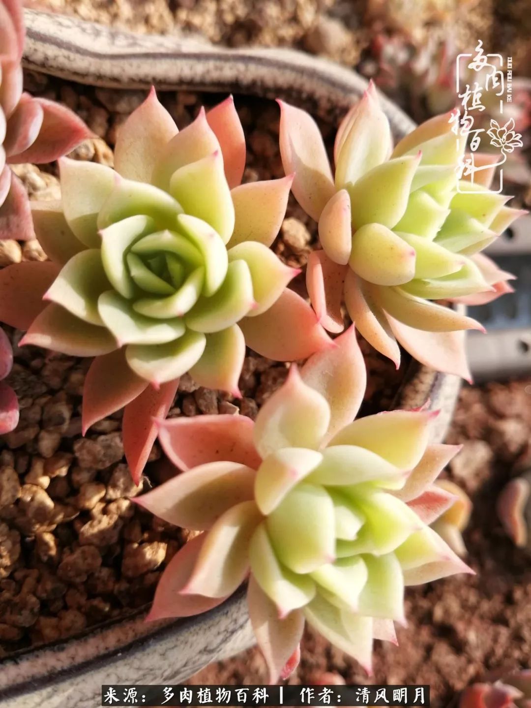 养多肉入坑感言,养多肉坑深似海