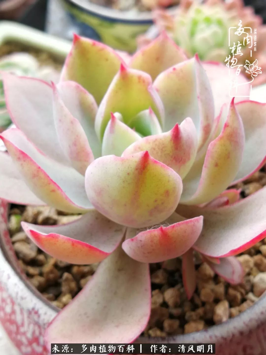 养多肉入坑感言,养多肉坑深似海