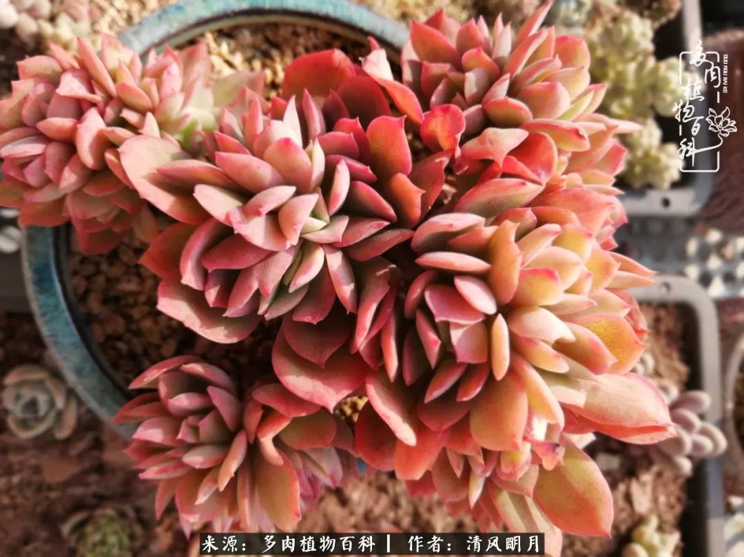 养多肉入坑感言,养多肉坑深似海