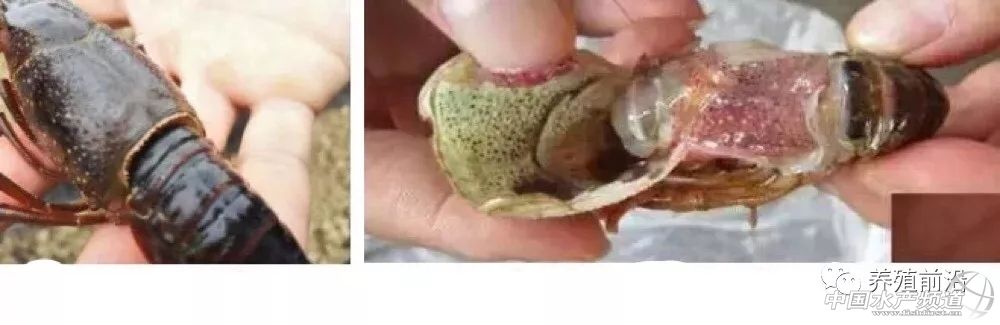 小龙虾常见疾病的防治,小龙虾常见疾病和图片