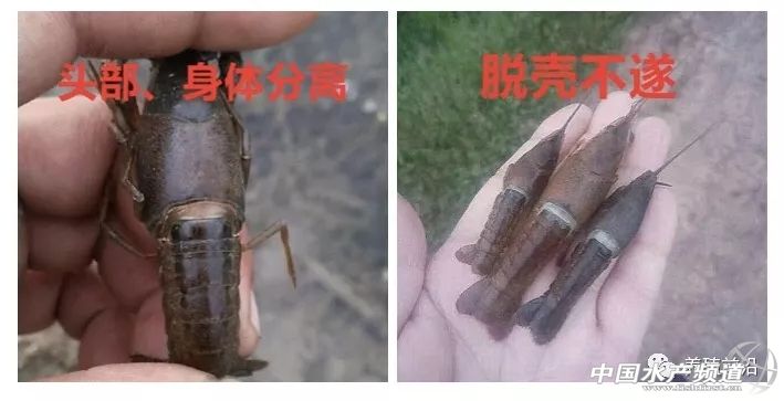 小龙虾常见疾病的防治,小龙虾常见疾病和图片