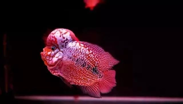 养罗氏虾经验,养罗非的正确方法和步骤