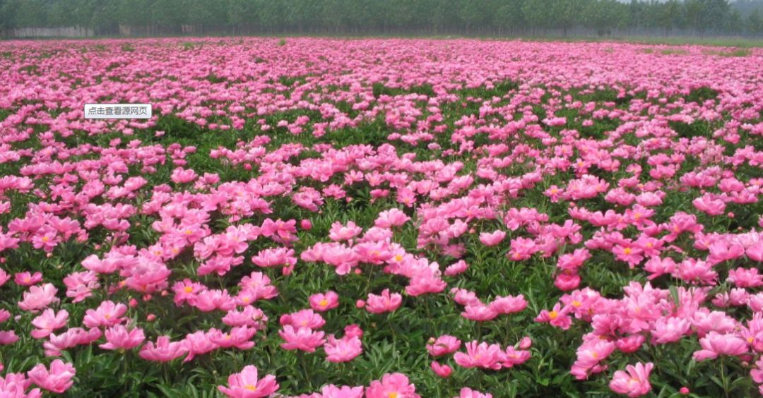新疆昭苏县千亩芍药盛开,3a景区有哪些村